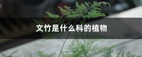 文竹是什么科的植物，是酸性还是碱性土壤